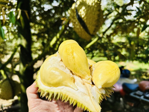 Sầu riêng được giá, rau quả tăng tốc ngay tháng đầu năm