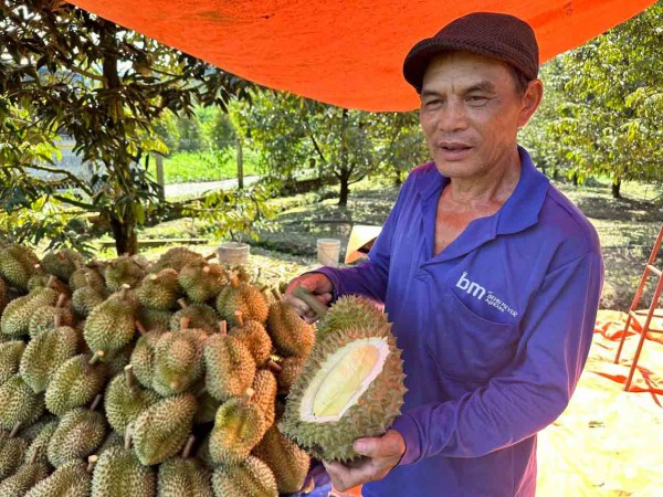 Sầu riêng - loại trái cây tỉ USD đã trở lại Sầu riêng - loại trái cây tỉ USD đã trở lại