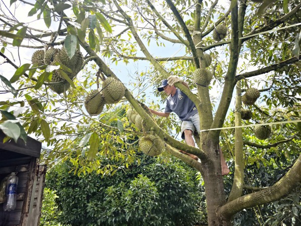 Sầu riêng, quả vải Việt Nam tăng vọt ở quốc đảo Papua New Guinea, vì sao? Sầu riêng, quả vải Việt Nam tăng vọt ở quốc đảo Papua New Guinea, vì sao?