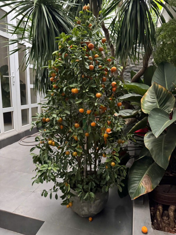 Sốc: Dưa hấu chưng tết nửa năm vẫn tươi nguyên Sốc: Dưa hấu chưng tết nửa năm vẫn tươi nguyên