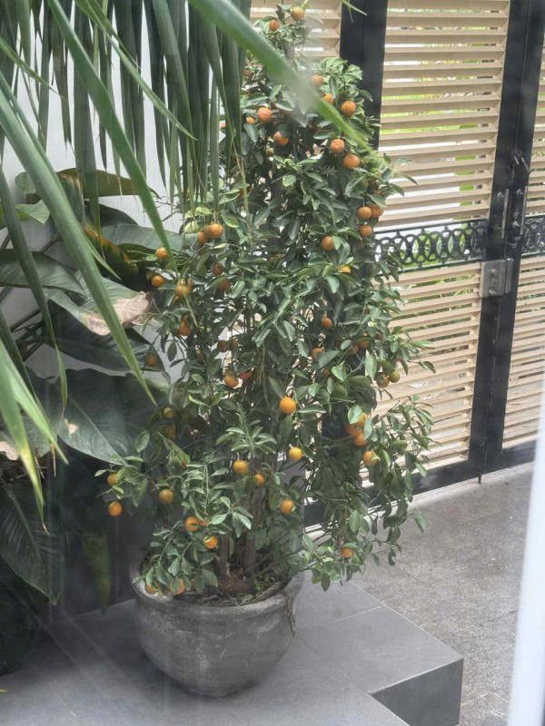 Sốc: Dưa hấu chưng tết nửa năm vẫn tươi nguyên Sốc: Dưa hấu chưng tết nửa năm vẫn tươi nguyên