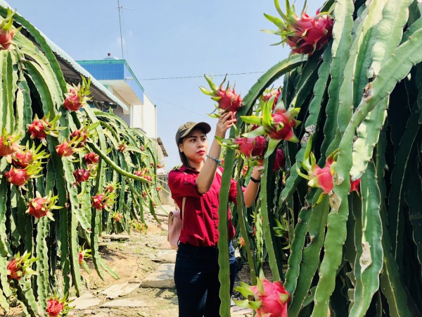 Tăng trưởng 8,5 lần, thương mại rau quả Việt - Mỹ lần đầu vượt 1 tỉ USD Tăng trưởng 8,5 lần, thương mại rau quả Việt - Mỹ lần đầu vượt 1 tỉ USD