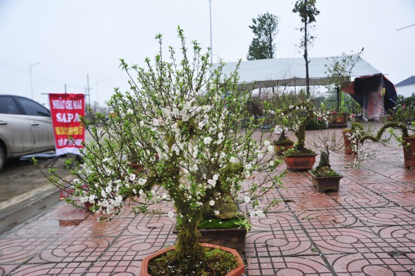 Thị trường cây cảnh ảm đạm dù đã sát Tết, chỉ có nhất chi mai vẫn hút khách chợ quê