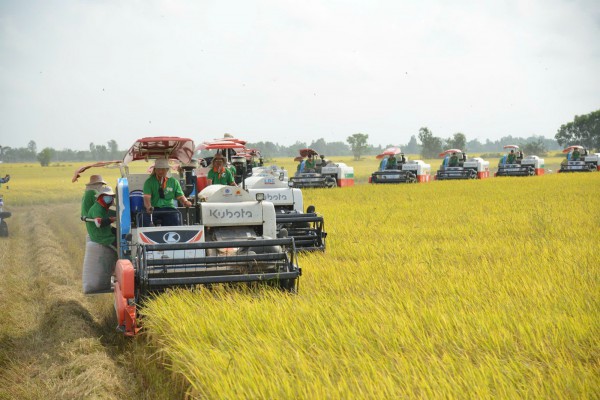 Thực phẩm dồi dào, giá giảm mạnh Thực phẩm dồi dào, giá giảm mạnh