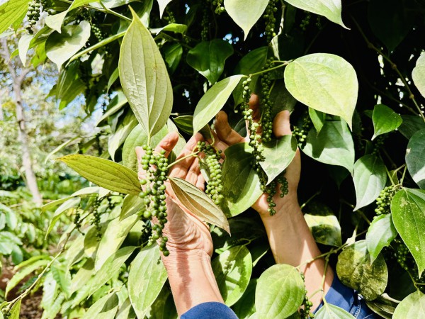 Thương lái tranh mua, đẩy giá tiêu tăng vọt Thương lái tranh mua, đẩy giá tiêu tăng vọt