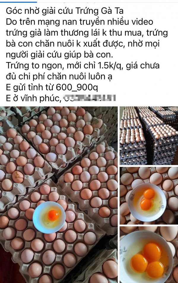 Tin đồn trứng gà giả khiến người chăn nuôi điêu đứng