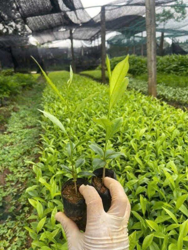 Trồng kỳ hải nam thu tiền tỉ, thật hay 'lùa gà'? Trồng kỳ hải nam thu tiền tỉ, thật hay 'lùa gà'?