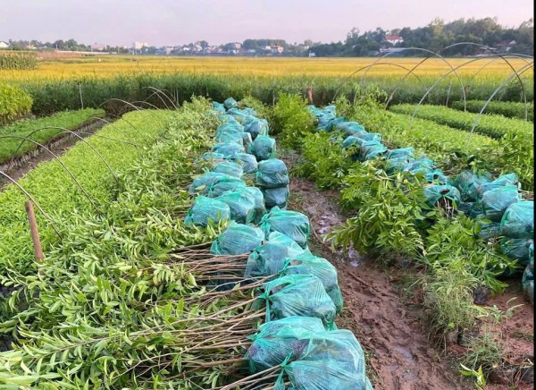 Trồng kỳ hải nam thu tiền tỉ, thật hay 'lùa gà'? Trồng kỳ hải nam thu tiền tỉ, thật hay 'lùa gà'?