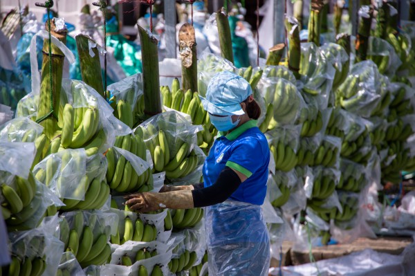 Trung Quốc chi số tiền kỷ lục nhập rau quả Việt Nam trong tháng 9