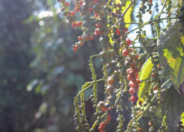 'Vàng đen' phá kỷ lục 10 năm trước 'Vàng đen' phá kỷ lục 10 năm trước