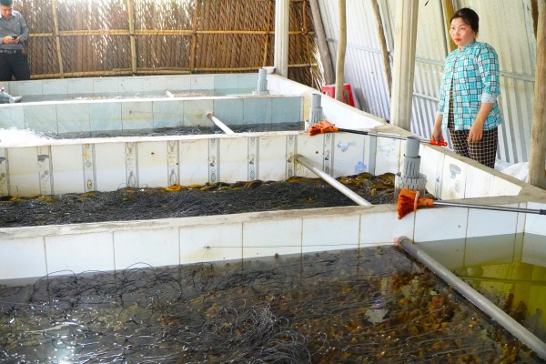 Vụ 4.000 tấn lươn quá lứa ‘kêu cứu’: Quảng bá, bán hàng đa kênh trong lúc tìm đầu ra