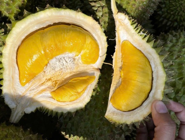 Xứ sở của Musang King tăng nhập sầu riêng Việt Nam