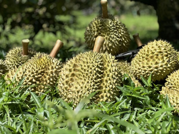 Xuất khẩu sầu riêng lao dốc, thị phần tại Trung Quốc giảm mạnh Xuất khẩu sầu riêng lao dốc, thị phần tại Trung Quốc giảm mạnh