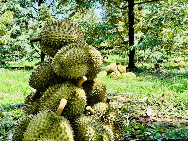 Xuất khẩu thông luồng, giá sầu riêng liên tục tăng Xuất khẩu thông luồng, giá sầu riêng liên tục tăng