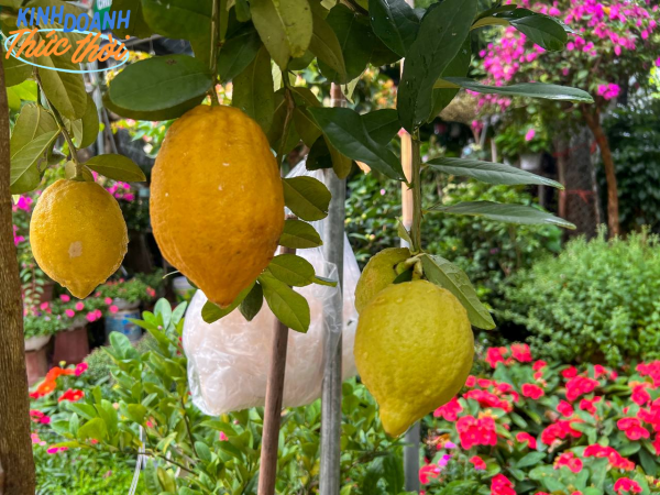 Đã xuất hiện nguyên cây chanh Quảng Đông đầy trái được nhập khẩu về trồng tại nhà chơi Tết năm nay