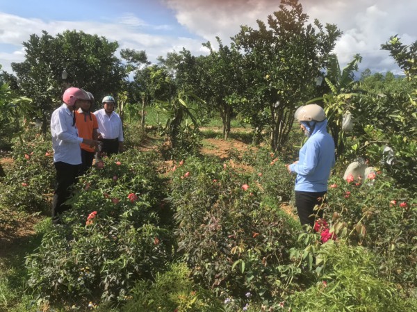 Đầu tư phát triển vùng dược liệu quý góp phần giảm nghèo bền vững vùng DTTS và miền núi