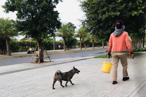 Thả rông chó, mèo phạt bao nhiêu, ai xử phạt? Thả rông chó, mèo phạt bao nhiêu, ai xử phạt?