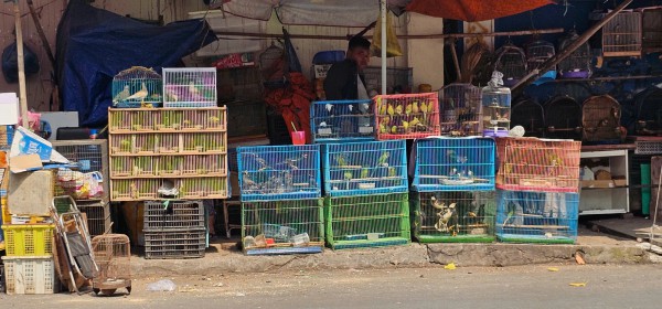 Bán chim trời, thú rừng công khai thách thức pháp luật Bán chim trời, thú rừng công khai thách thức pháp luật