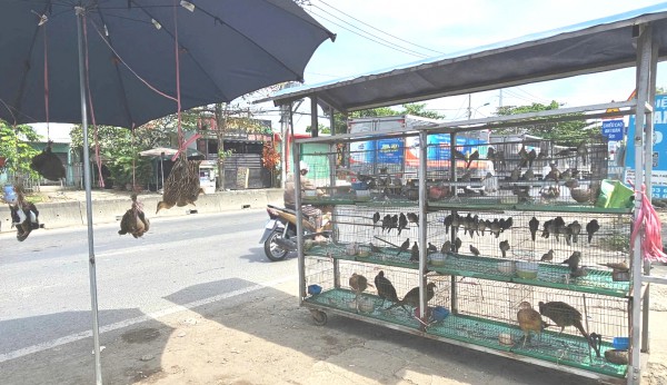 Bán chim trời, thú rừng công khai thách thức pháp luật Bán chim trời, thú rừng công khai thách thức pháp luật