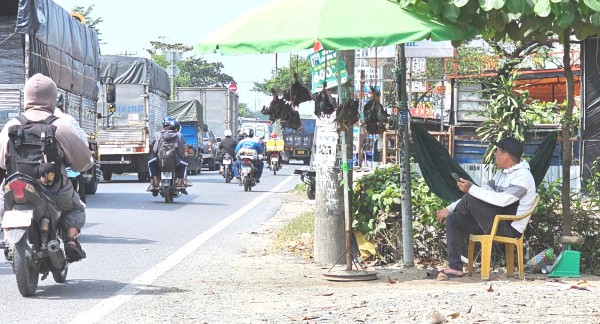 Bán chim trời, thú rừng công khai thách thức pháp luật Bán chim trời, thú rừng công khai thách thức pháp luật