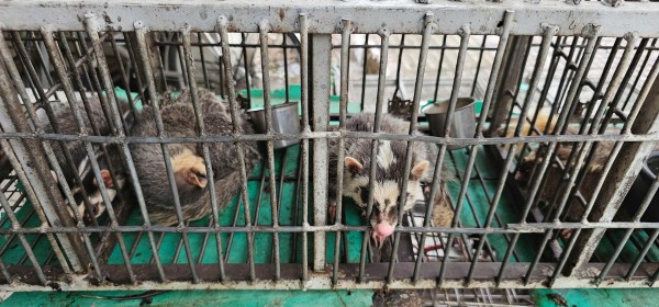 Bán chim trời, thú rừng công khai thách thức pháp luật Bán chim trời, thú rừng công khai thách thức pháp luật