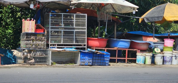 Bán chim trời, thú rừng công khai thách thức pháp luật Bán chim trời, thú rừng công khai thách thức pháp luật