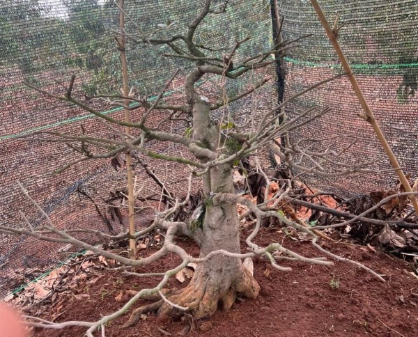 Bắt nhóm trộm cây cảnh có giá trị cao ở Đắk Lắk
