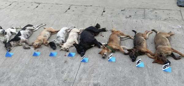 Bị truy đuổi, nghi phạm trộm chó vứt cả xe máy và tang vật để tẩu thoát Bị truy đuổi, nghi phạm trộm chó vứt cả xe máy và tang vật để tẩu thoát