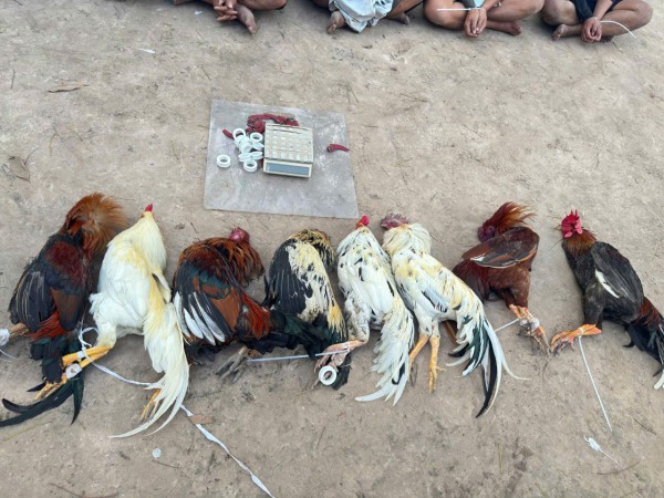 Công an TP.HCM triệt phá sới gà, khởi tố 22 người