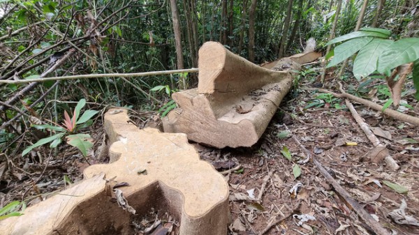Gần 14 ha rừng bị phá, nhiều cán bộ kiểm lâm Quảng Trị bị kỷ luật