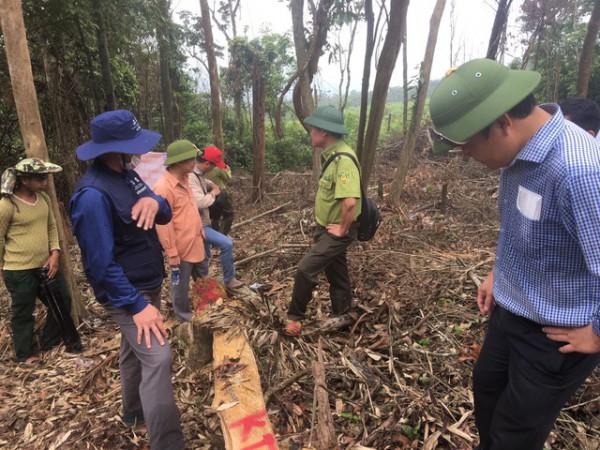 Gần 14 ha rừng bị phá, nhiều cán bộ kiểm lâm Quảng Trị bị kỷ luật