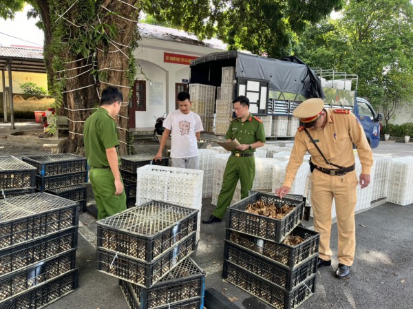 Hàng nghìn gà, vịt giống nhập lậu từ Trung Quốc