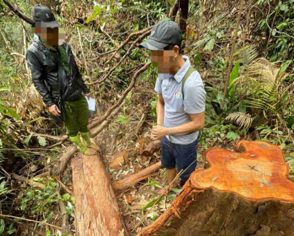 Kon Tum: Bắt 3 nghi phạm trong vụ phá rừng 