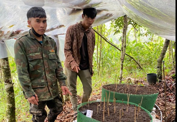 Liên tiếp bắt giữ những kẻ trộm sâm Ngọc Linh