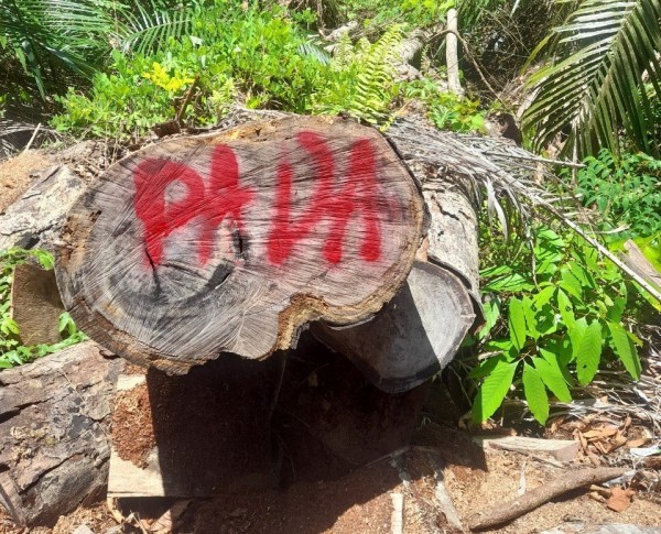 Nhiều cây gỗ nghiến quý hiếm hàng trăm năm tuổi ở Quảng Nam bị đốn hạ