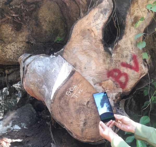 Nhiều cây gỗ nghiến quý hiếm hàng trăm năm tuổi ở Quảng Nam bị đốn hạ