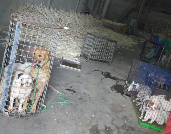 Nhức nhối trộm chó, mèo ở TP.HCM - Kỳ 2: Dùng AI tạo chó giả để lừa tiền chuộc Nhức nhối trộm chó, mèo ở TP.HCM - Kỳ 2: Dùng AI tạo chó giả để lừa tiền chuộc