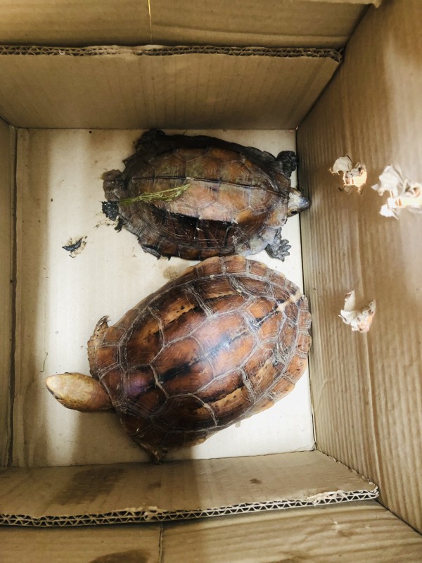 Quảng Trị: Khởi tố vụ án hình sự mua bán 2 chú rùa quý hiếm