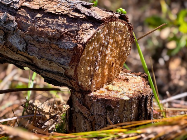Rừng thông 3 lá ở Lạc Dương bị cưa hạ, nằm la liệt gây xót xa