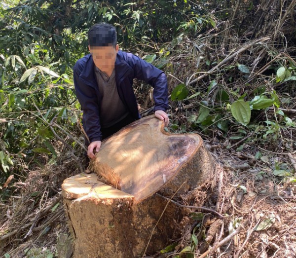 Thừa Thiên - Huế: Đốn hàng loạt gỗ rừng, khai dùng để làm nhà