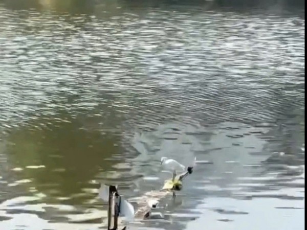 Truy tìm người bắn chim giữa phố Đà Lạt, hành hung phóng viên khi bị nhắc nhở