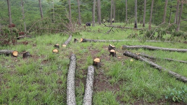 Truy tìm thủ phạm triệt hạ hàng trăm gốc thông rừng phòng hộ Lâm Viên, Đà Lạt