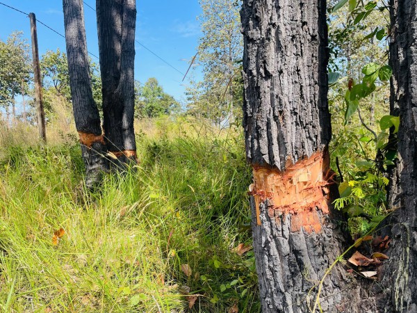 UBND tỉnh Gia Lai chỉ đạo xác minh, điều tra vụ phá rừng ở Ia Mơ