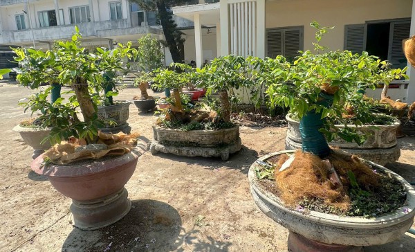 Vụ 42 cây mai vàng ở Côn Đảo: Phải chứng minh lâm sản, mới xử phạt được