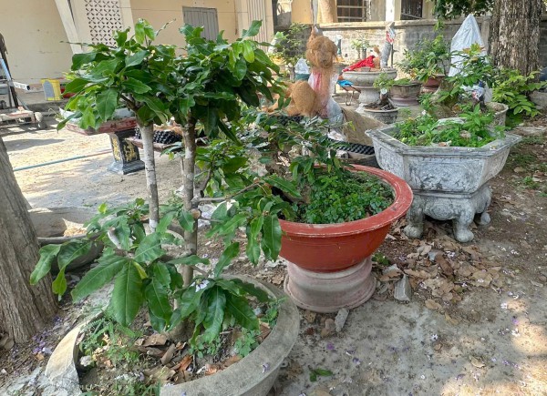 Vụ 42 cây mai vàng ở Côn Đảo: Phải chứng minh lâm sản, mới xử phạt được