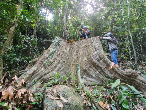 Vụ khai thác rừng trái pháp luật ở Bình Định: Có dấu hiệu tội phạm