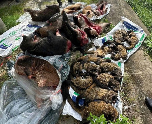 Xe khách chở lượng lớn thịt nghi động vật hoang dã qua hầm Hải Vân