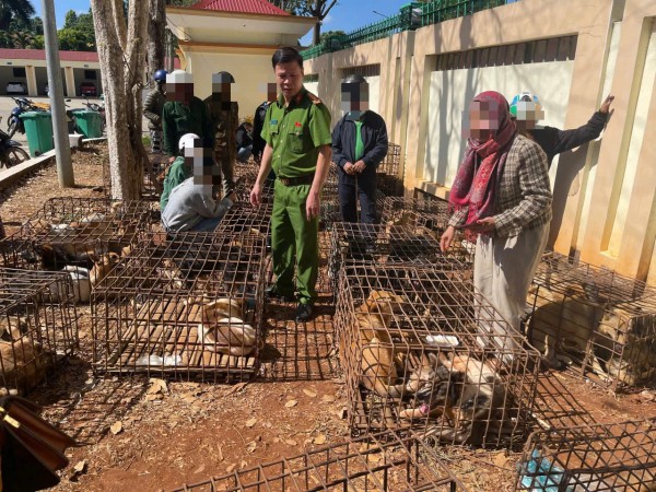 Đắk Lắk: Khởi tố 2 đối tượng trộm chó, tập kết 70 con trong lồng sắt