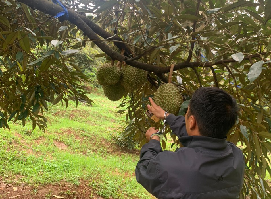 Đắk Nông: Bắt 2 nghi phạm cắt trộm 700 kg sầu riêng đang mùa thu hoạch