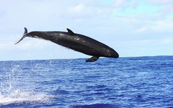 Australia quyết định an tử hơn 150 cá ông chuông mắc cạn Australia quyết định an tử hơn 150 cá ông chuông mắc cạn